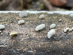 Favolaschia nipponica