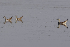 Hydrophasianus chirurgus