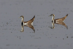 Hydrophasianus chirurgus