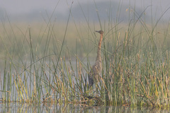 Ardea purpurea
