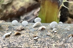 Favolaschia nipponica