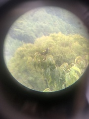 Cacicus chrysopterus