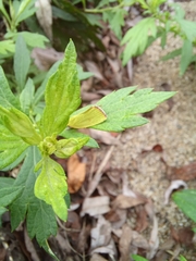 Earias pudicana