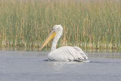 Pelecanus crispus