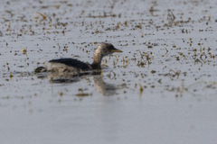 Tachybaptus ruficollis