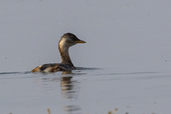 Tachybaptus ruficollis