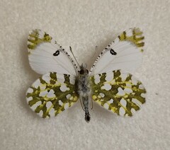 Euchloe ausonia
