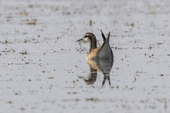 Hydrophasianus chirurgus