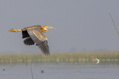 Ardea purpurea