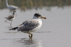 Ichthyaetus ichthyaetus