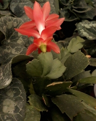 Schlumbergera