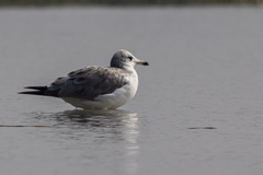 Ichthyaetus ichthyaetus