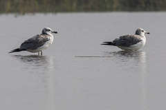 Ichthyaetus ichthyaetus