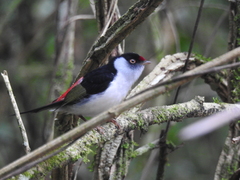 Ilicura militaris