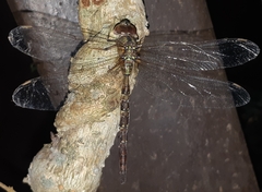 Gynacantha subinterrupta