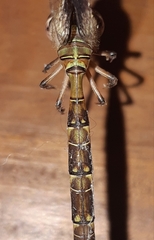 Gynacantha subinterrupta