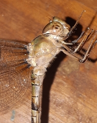 Gynacantha subinterrupta