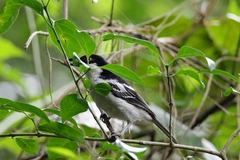 Dryoscopus cubla cubla