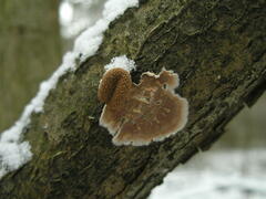 Cylindrobasidium evolvens