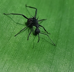 Polyrhachis armata