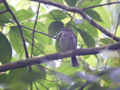 Cnemotriccus fuscatus