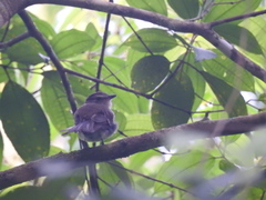 Cnemotriccus fuscatus