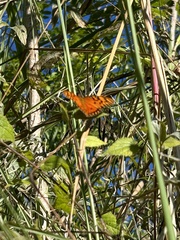 Dione vanillae insularis