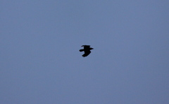 Corvus corax