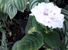 Magnoliopsida