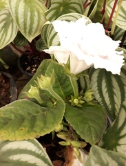 Magnoliopsida