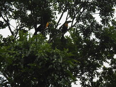 Ramphastos dicolorus