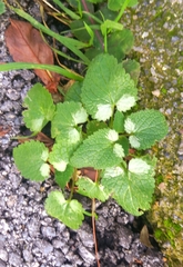 Lamium moschatum