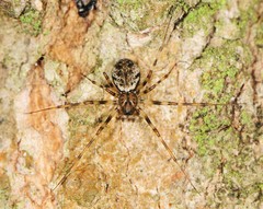 Drapetisca alteranda