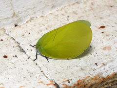 Flatida
