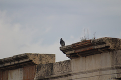 Columba livia domestica