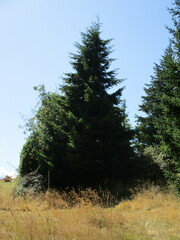 Pseudotsuga menziesii