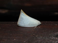 Flatidae