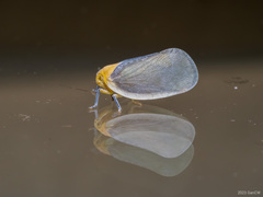 Flatoptera albicosta