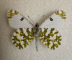 Euchloe ausonia