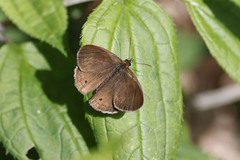 Cissia phronius