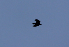 Corvus corax