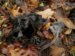 Craterellus cinereus