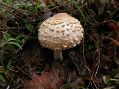 Rhacodium