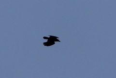 Corvus corax