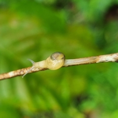 Helicarion perfragilis
