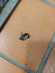 Hydrochara affinis