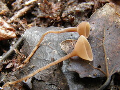 Ciboria coryli
