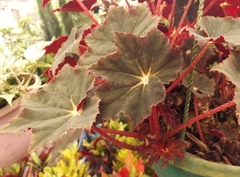 Begonia