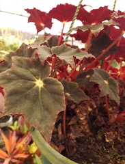 Begonia