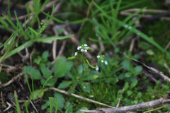Draba verna
